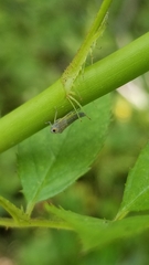 Cicadellidae