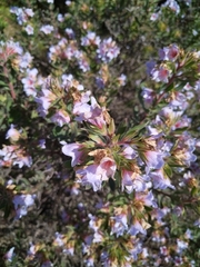 Lobostemon fruticosus