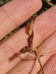 Adenocarpus complicatus