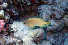 Pomacentrus amboinensis