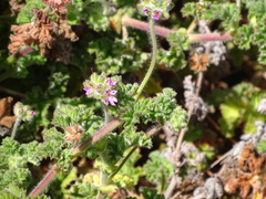 Pelargonium capitatum