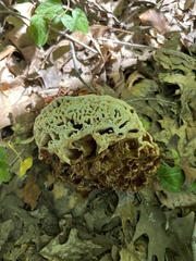 Sparassis spathulata