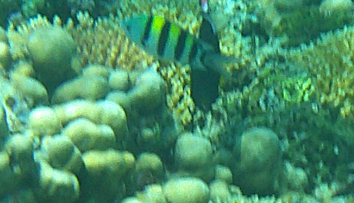 Indo-Pacific Sergeant Major (Abudefduf vaigiensis)