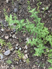 Brickellia grandiflora