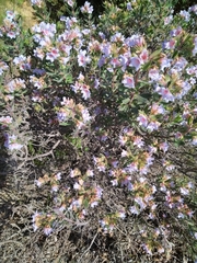 Lobostemon fruticosus