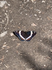 Limenitis arthemis arthemis