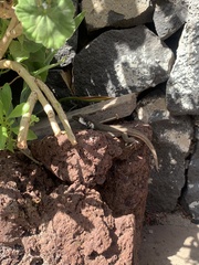 Gallotia galloti galloti