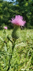 Cirsium pumilum
