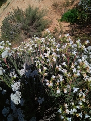 Lobostemon fruticosus