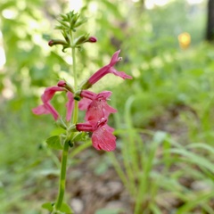Stachys coccinea