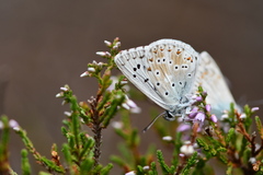 Polyommatus coridon