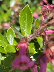 Escallonia rubra