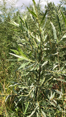 Salix exigua