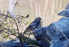 Athene noctua