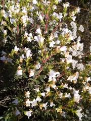 Lobostemon fruticosus