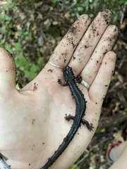 Plethodon
