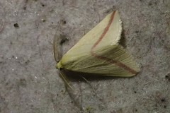 Rhodometra sacraria