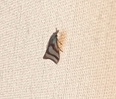 Microtheoris vibicalis