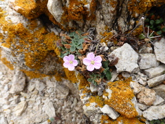 Erodium corsicum