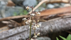 Tiarella trifoliata