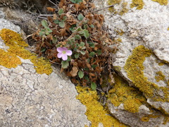Erodium corsicum