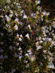 Lobostemon fruticosus