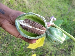 Calotropis gigantea