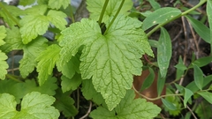 Tiarella trifoliata