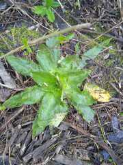 Eryngium serra