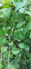 Rhamnaceae
