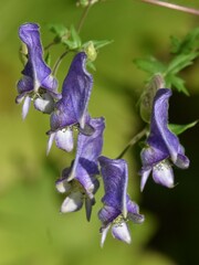 Aconitum volubile