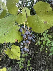 Vitis cinerea