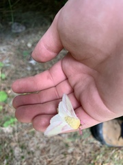 Dryocampa rubicunda alba