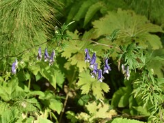 Aconitum volubile