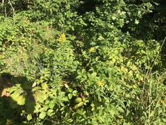 Helianthus divaricatus