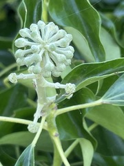 Hedera canariensis
