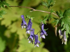 Aconitum volubile