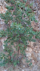 Quercus ithaburensis