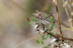 Platycleis albopunctata
