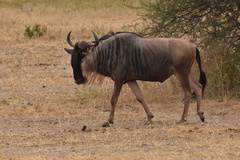 Connochaetes taurinus albojubatus