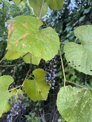 Vitis cinerea