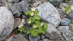 Romanzoffia sitchensis