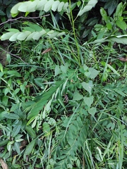 Phyllanthus urinaria