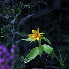 Arnica lanceolata