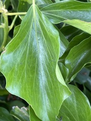 Hedera canariensis