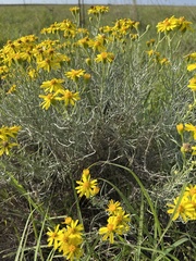 Senecio flaccidus