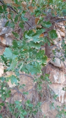 Quercus ithaburensis