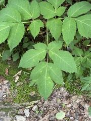 Angelica triquinata
