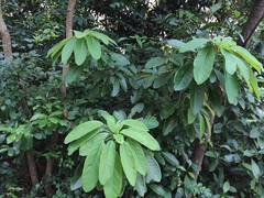 Daphniphyllum calycinum