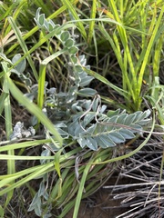 Astragalus mollissimus